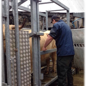 vet examining cow